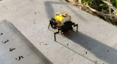 Çin’den Dünyanın En Hızlı Mikro Robotu: BHMbot-B