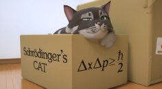 Kedi Kübiti ile Kuantum Bilgisayarlarda Çığır Açılıyor!