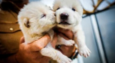 Soyu Tükenen Ulukurt Genetik Olarak Yeniden Canlandırıldı!